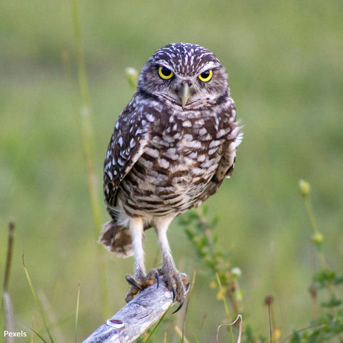 Save California’s Burrowing Owls from Urban Sprawl and Extinction