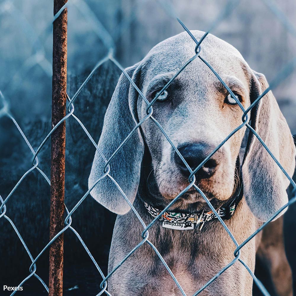 Stop LA Shelters From Euthanizing Healthy Pets Due To Overcrowding