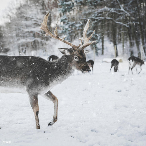 Stop Wisconsin’s Wildlife Massacre — Protect Animals from Poachers