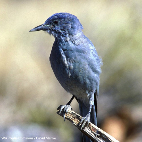 Fight For The Future Of The Pinyon Jay And Save Our Ecosystems