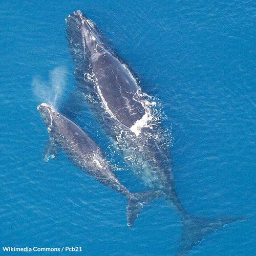 Protect Right Whales from Deadly Lobster Fishing Entanglements