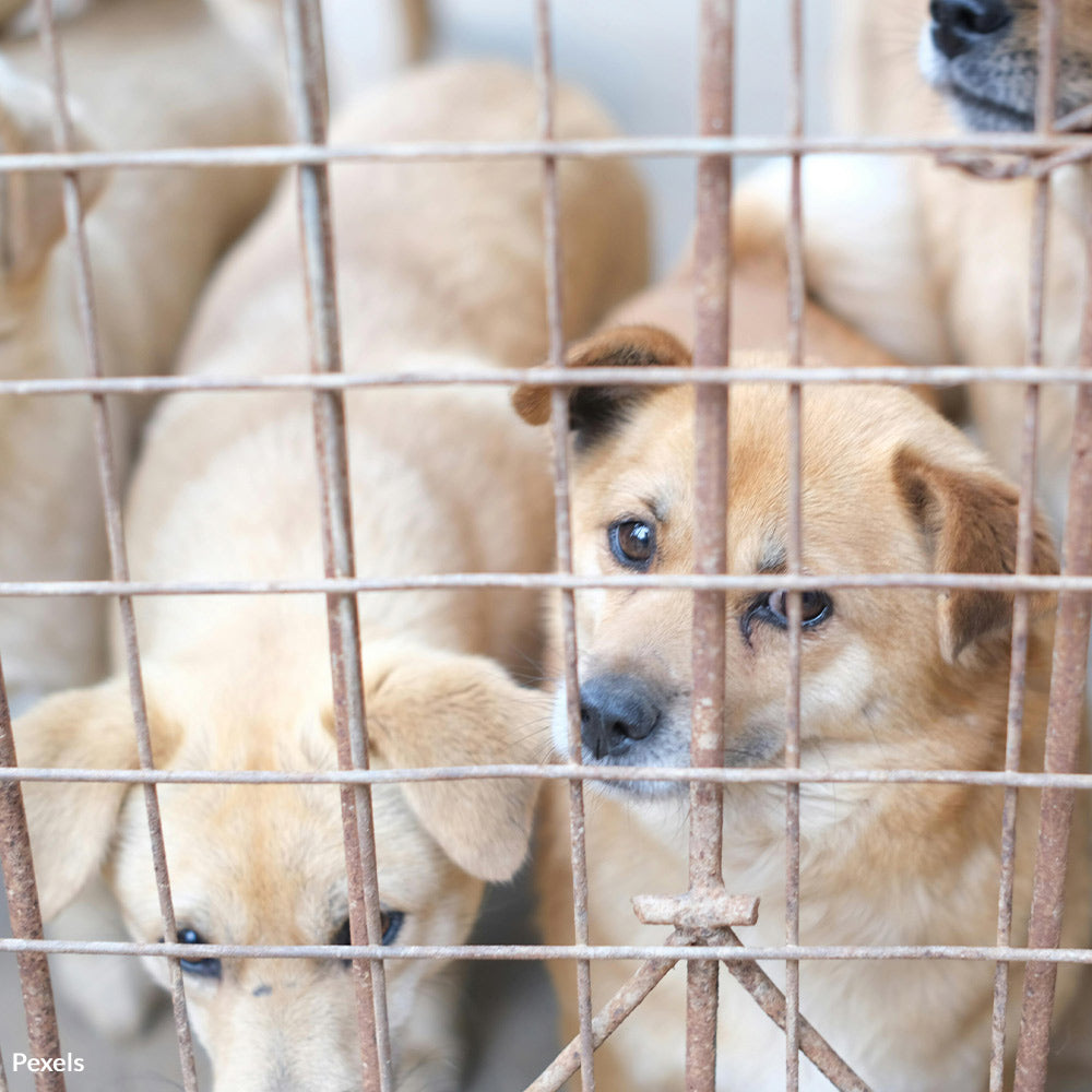 Support Ojai In The Battle Against Torture Animal Breeding