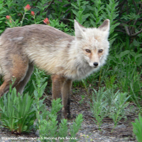 Don’t Let Washington’s Cascade Red Fox Vanish Forever