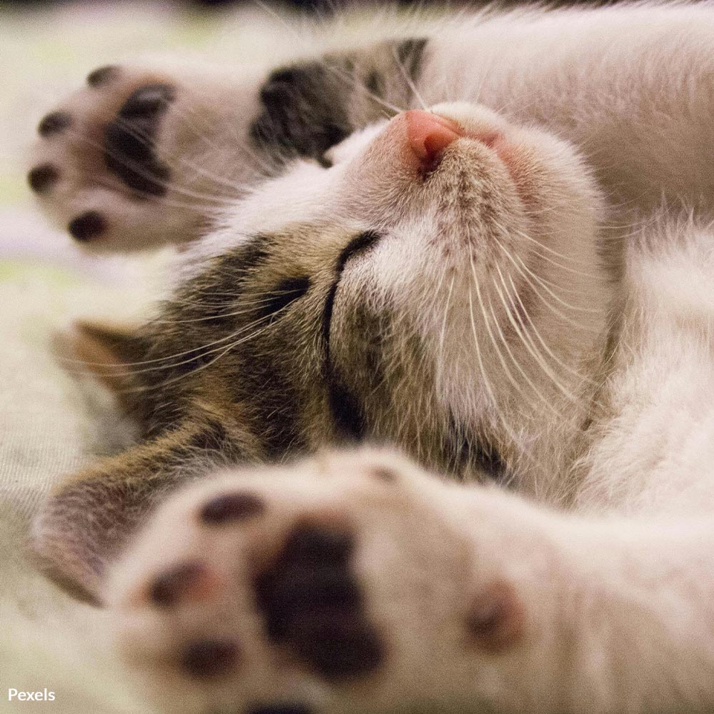 Stop Animal Torture in Schools