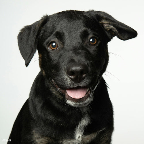 Save Our Dogs From Inhumane Debarking Procedures