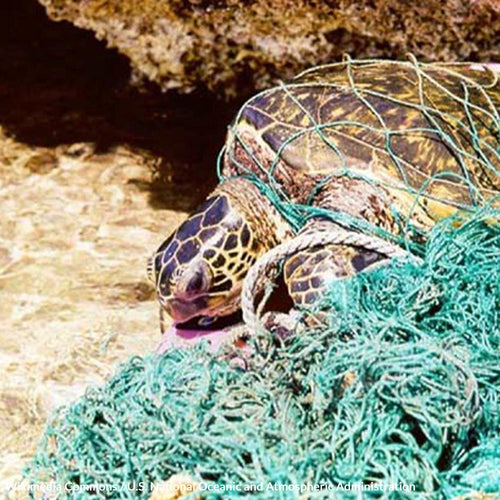 Tell The UN To End Ghost Fishing And Protect Ocean Life