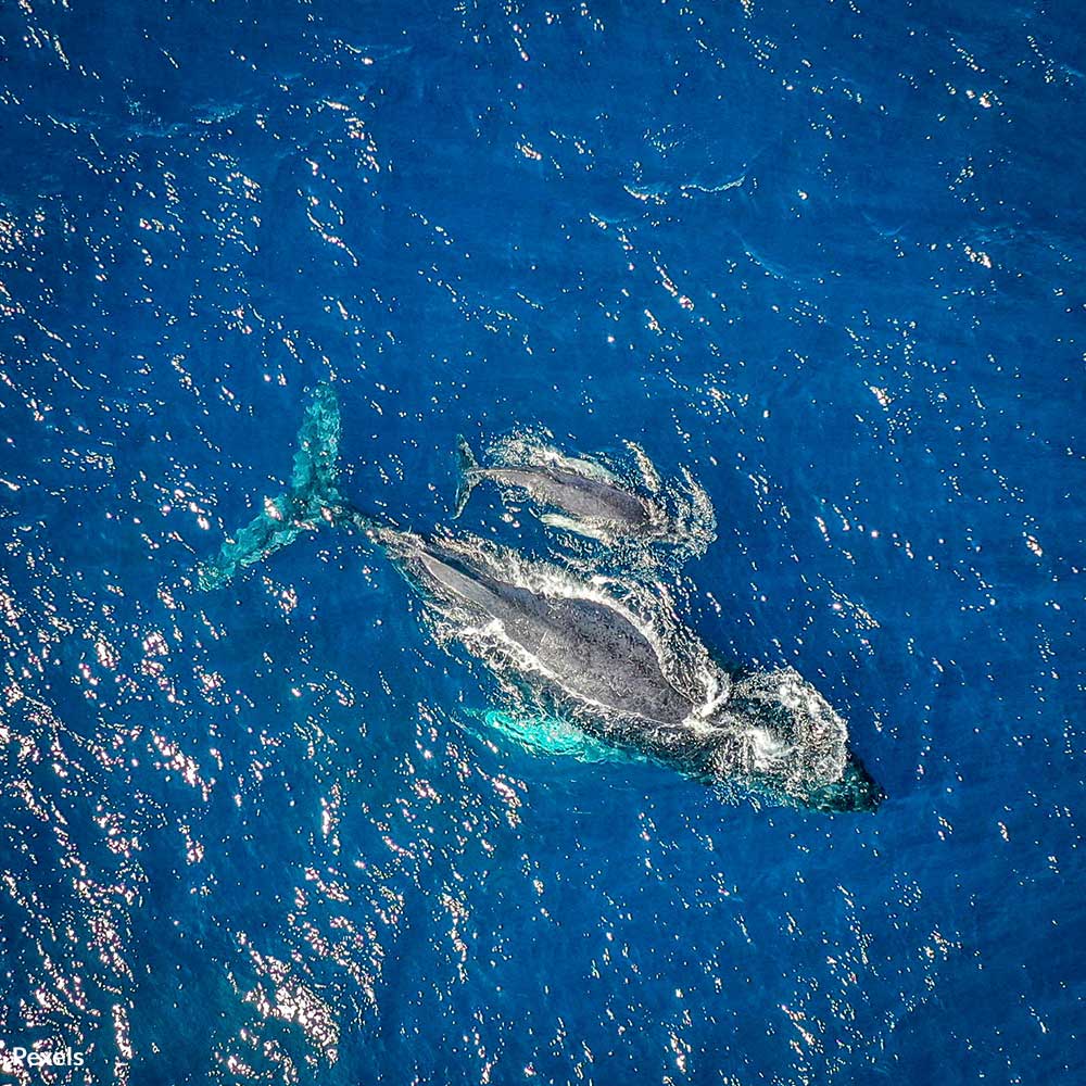 Silence Ocean Noise Pollution — Defend Our Marine Ecosystems