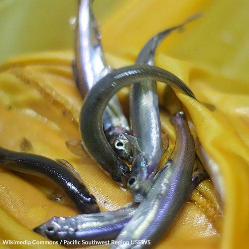 Stop California’s Water Wars Before They Kill The Delta Smelt