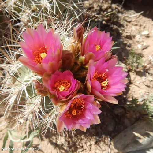 Stop Big Oil From Destroying New Mexico’s Rare Cactus