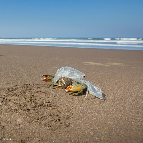 Support The Global Treaty To Stop Plastic From Poisoning Our Planet’s Oceans