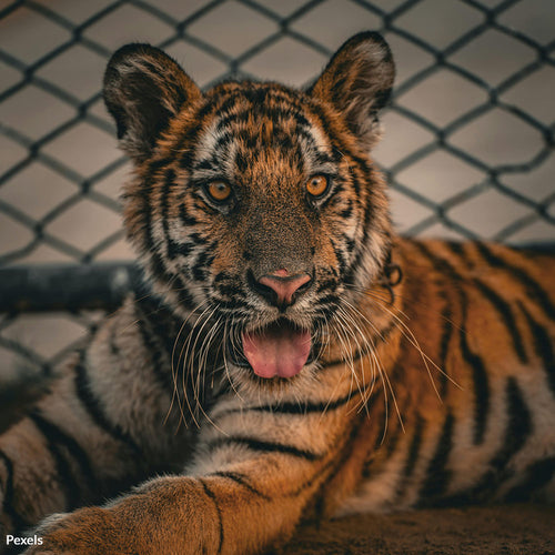 Tell LSU To Stop Exploiting Tigers For Cheap Game-Day Thrills