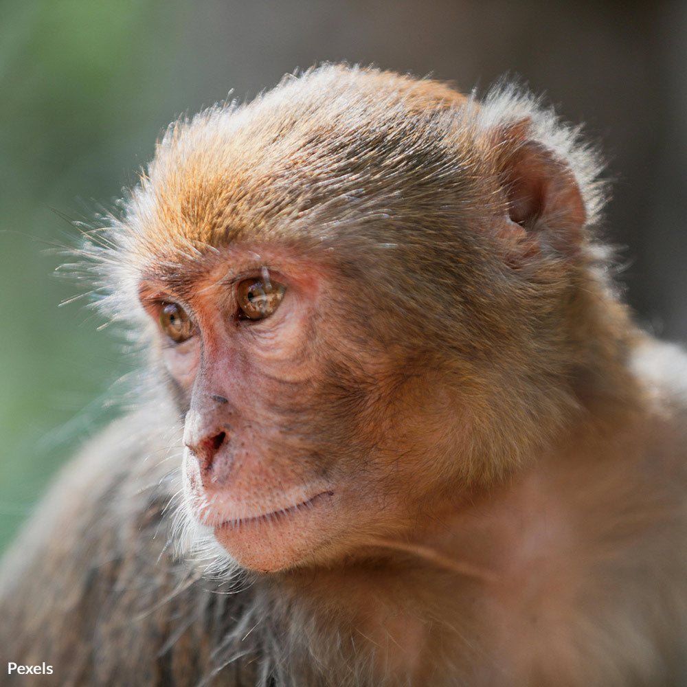 Stop The Suffering — Freedom For Escaped Lab Monkeys