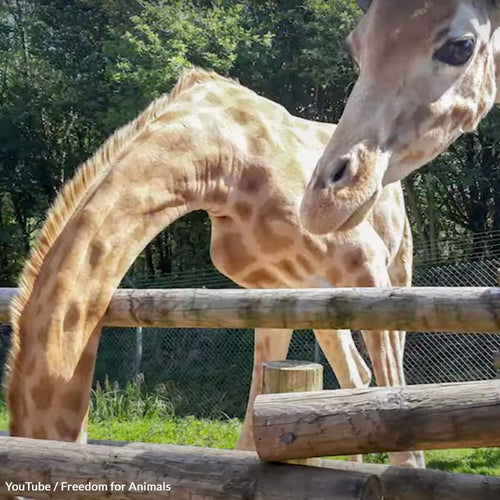 Save Animals In Britain’s Worst Zoo From Neglect And Cruelty