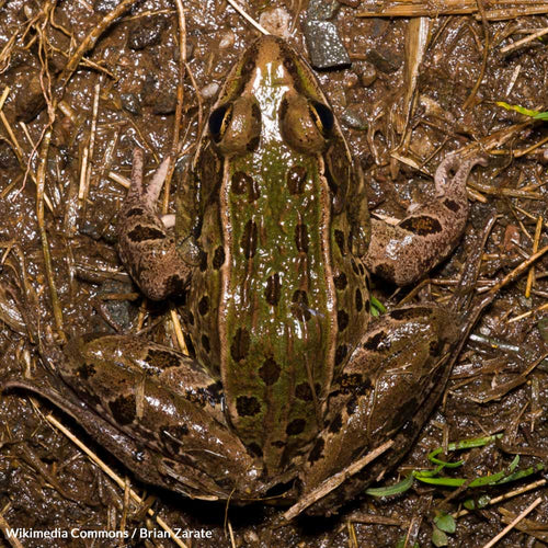 Protect the Endangered Atlantic Leopard Frog From Death By Habitat Destruction