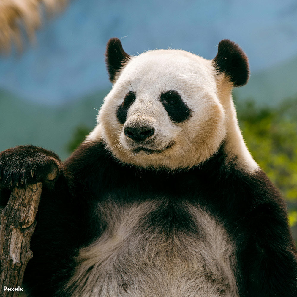 Stop China’s Misuse — Protect Pandas From Betrayal
