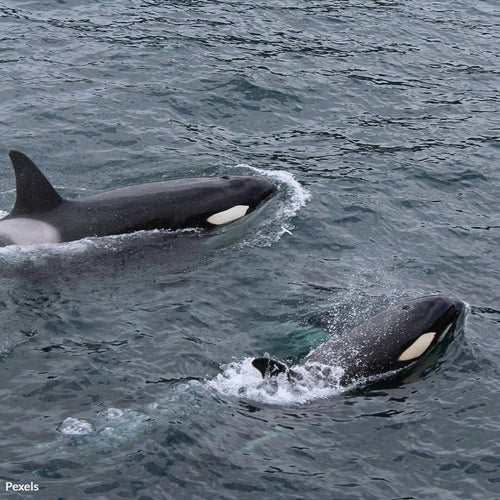Protect Hawai’i’s Whales From Suffocating in Deadly Fishing Gear