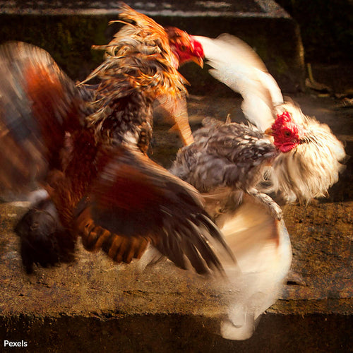 End The Vicious Abuse Of Animals In Illegal Cockfights