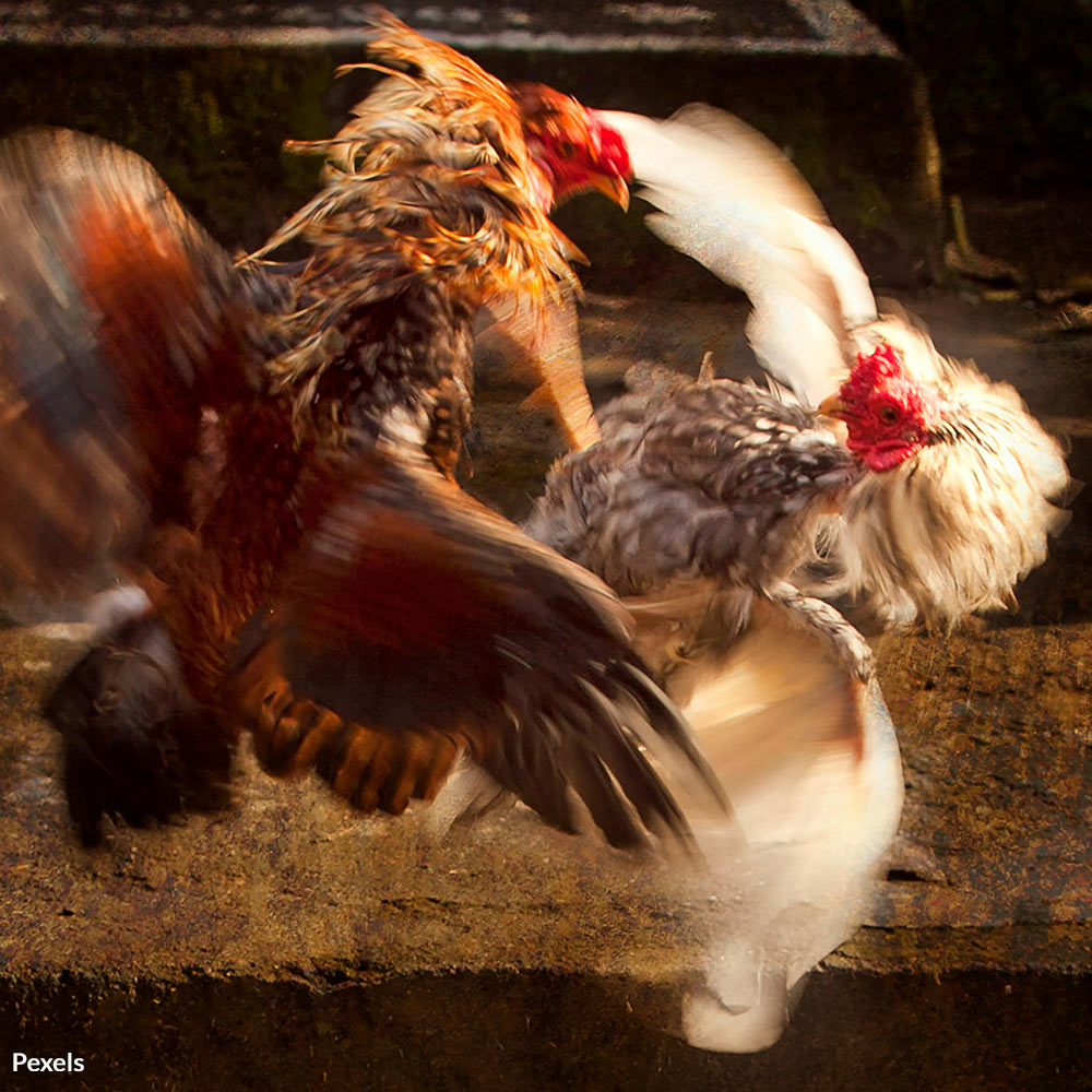 End The Vicious Abuse Of Animals In Illegal Cockfights