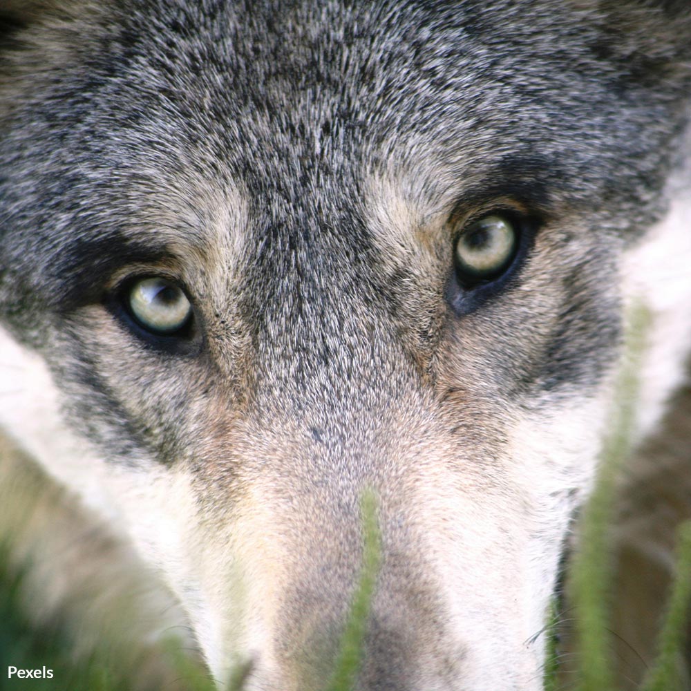 Protect Wolves From Slaughter: Stop Sweden's Barbaric Culling