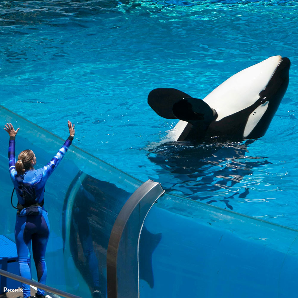 Save Abandoned Captive Orcas Wikie and Keijo From Suffering