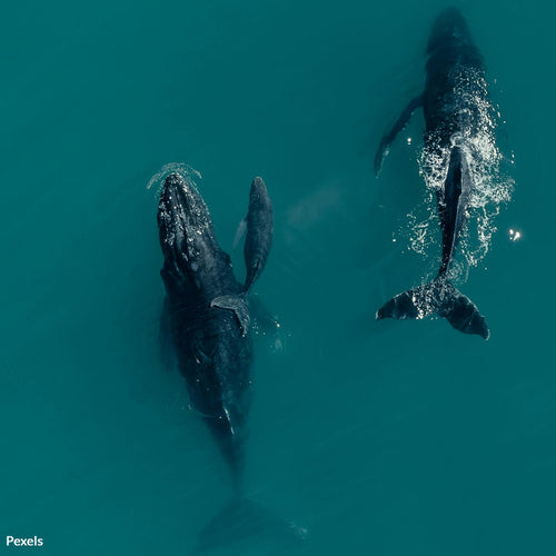 Noise Pollution Is Killing Whales—Call For Seasonal Ship Speed Reductions