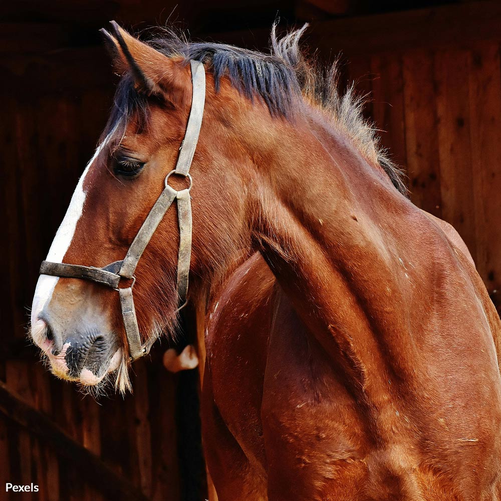 End The Inhumane Horse Meat Market Devastating Families Across Florida