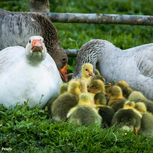 Stop The Suffering Of Ducks And Geese — Call For Compassion In Fashion