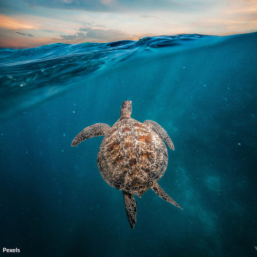 Protect Ocean Life From Deadly Polluting Foam