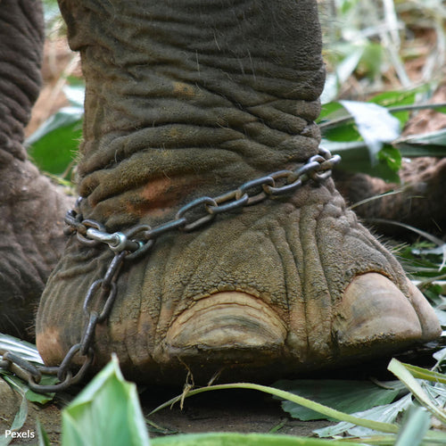 Don’t Let Billy The Elephant Die In Captivity