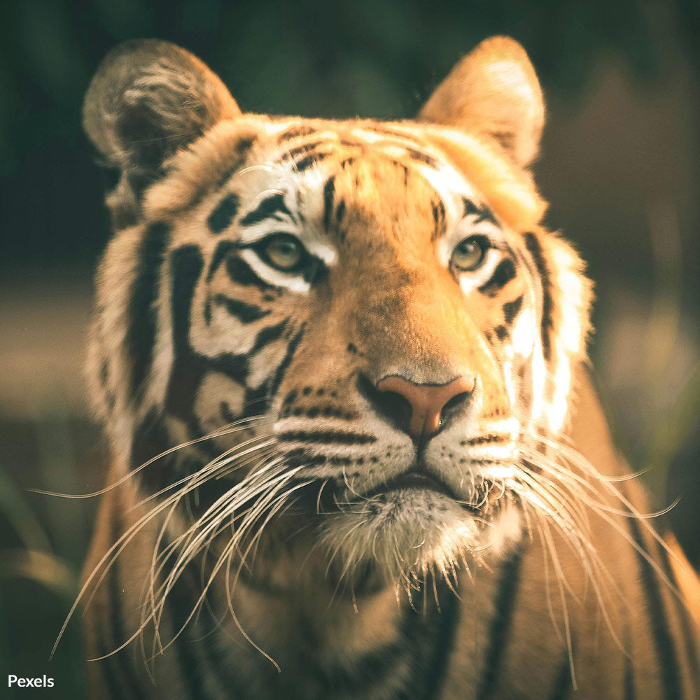 Stop Zoos From Exploiting Tigers for Urine and Profit