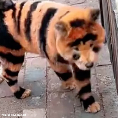 Save Innocent Dogs From Exploitative Painted Illusions