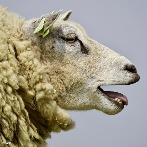 Stop the Brutal Beating and Mutilation of Sheep in New Zealand Wool Farms