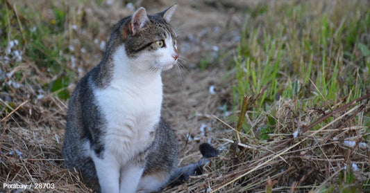 Foster Volunteer Goes to Pick Up Eight Kittens, But Another One Sneaks Into the Group
