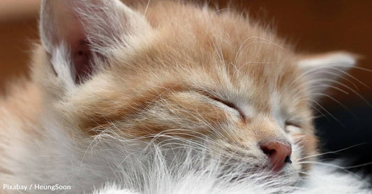Good Samaritan Rescues Kitten From Train Station Bin While Everyone Else Walks Past