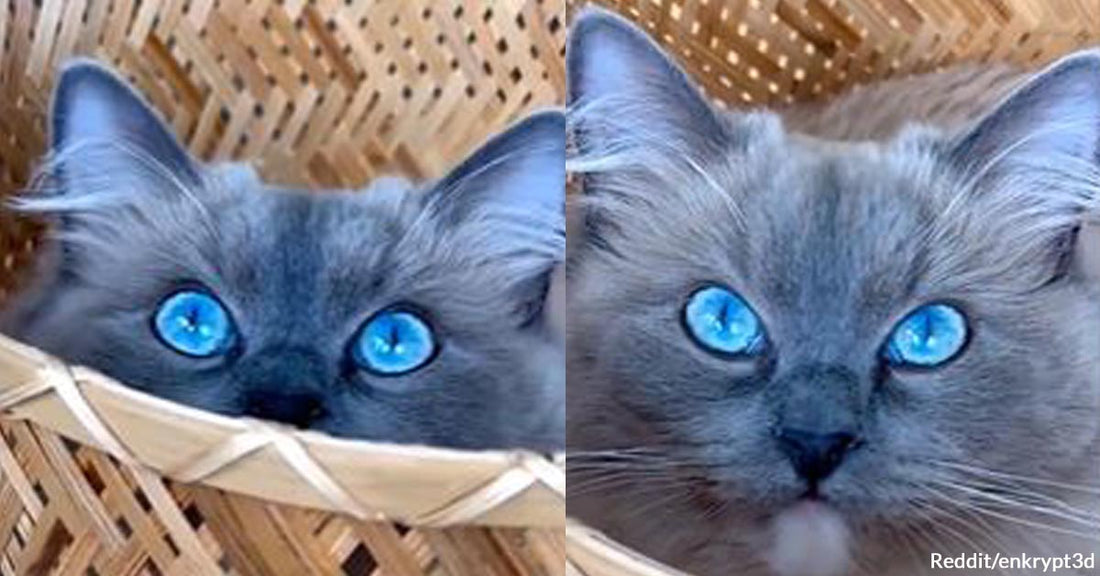 A Cat Mesmerizes The Internet With Her Stunning and Surreal Blue Eyes