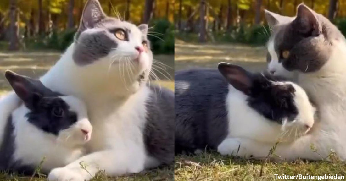 Warning, Soft Content: Public Display of Cuddles Between a Cat and a Bunny