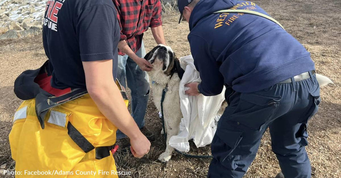 Colorado Firefighters Rush To Save 155-Pound St. Bernard From Icy Water
