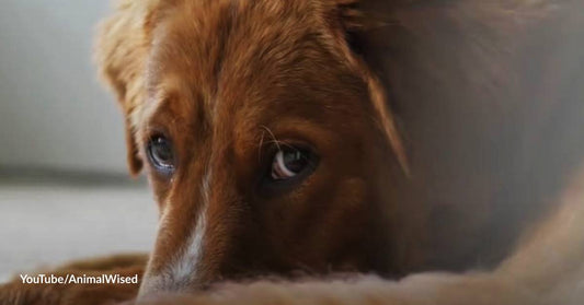 Is It Possible for a Dog to Feel Depressed After A Friend Dies?