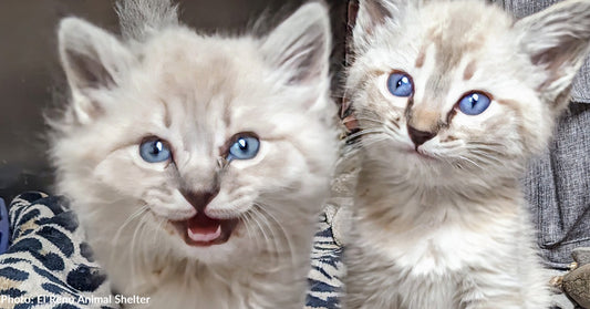 Malnourished Kittens Found Trapped In Wall During Remodel Are Flourishing, Thanks To Your Support