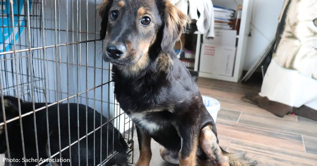 German Shepherd With Two Broken Legs Needs Emergency Surgery To Walk Again