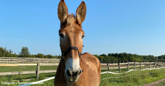 The Heartwarming Rescue and Fabulous Life of Insta-Famous Humphrey the Mule