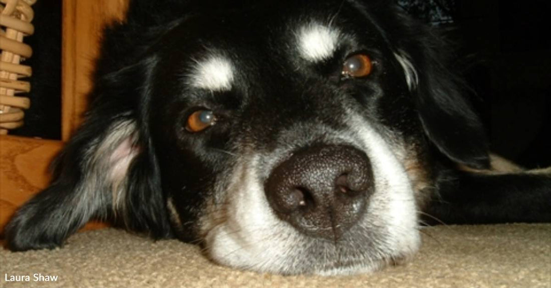 Newly Adopted Dog Bolts During Walk But Somehow Finds Her Way Back to Her New Home