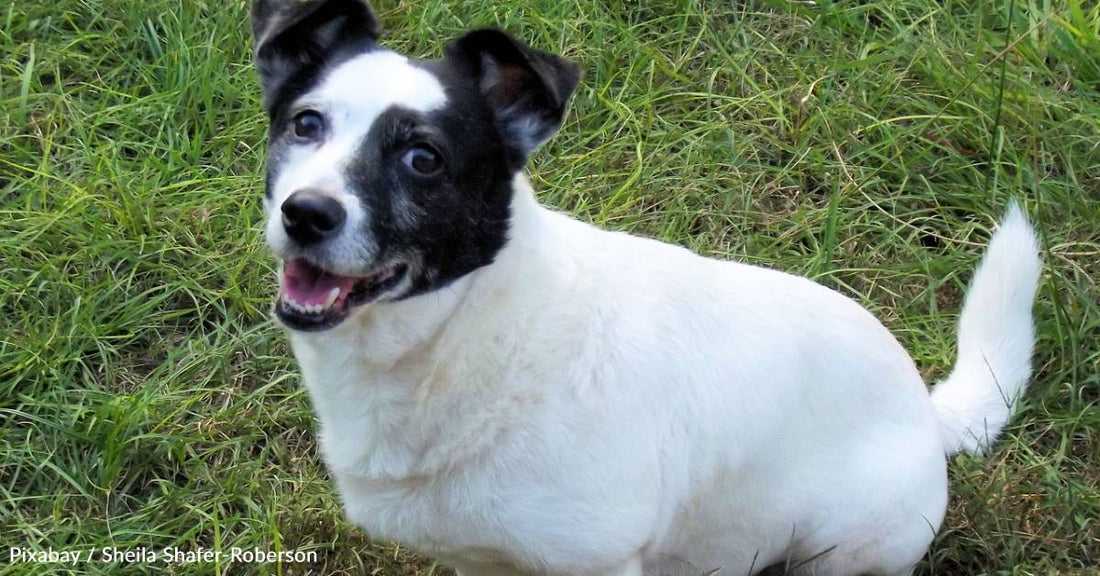 Ghost Dog' Spends Months Hiding, Until Her Foster Slowly Helps Her Out of Her Shell