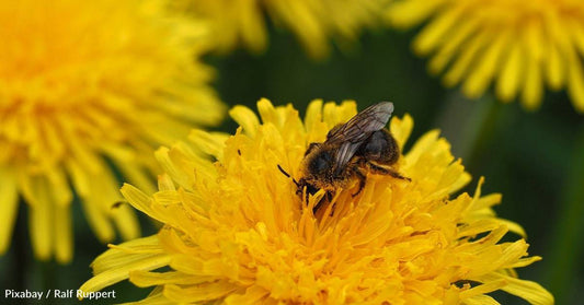 To Help Feed Pollinators, Many Concerned Citizens Take Part in 'No Mow May'