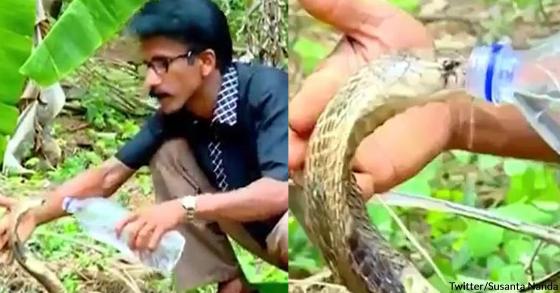 Two Thirsty Cobras Were Ready to Attack, But This Man Still Bravely Showed Kindness