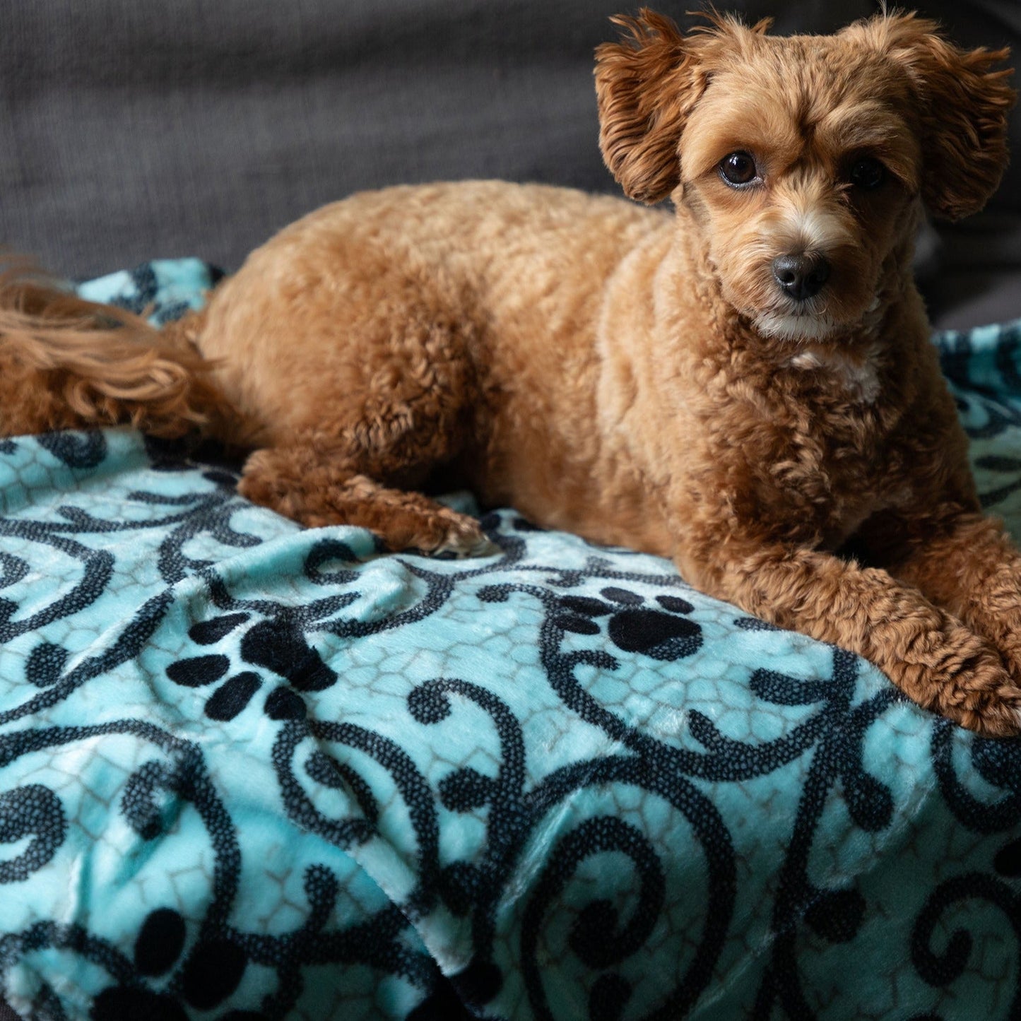 Super Cozy™ Pet Blanket