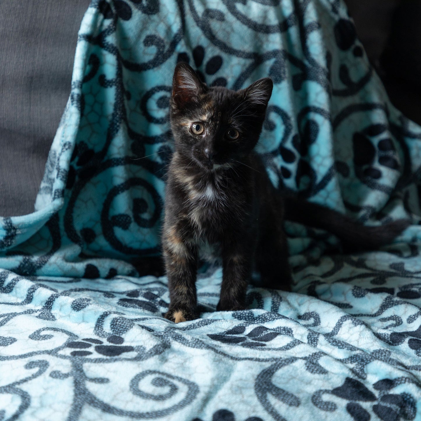 Super Cozy™ Pet Blanket