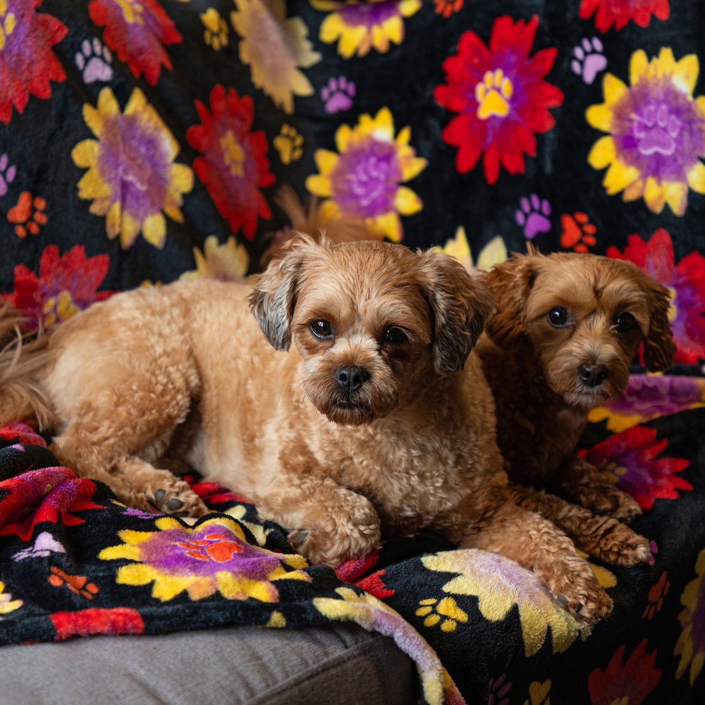 Super Cozy™ Pet Blanket