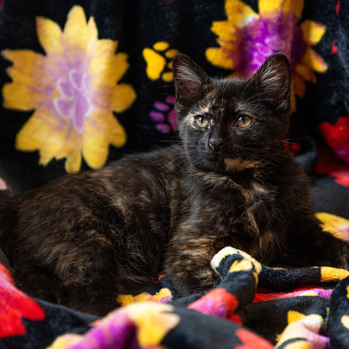 Super Cozy™ Pet Blanket