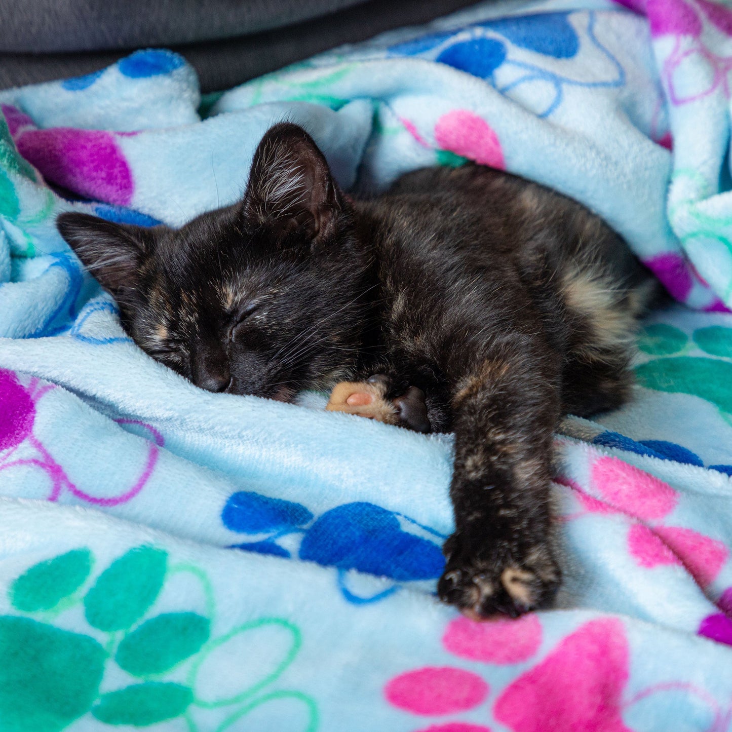 Super Cozy™ Pet Blanket
